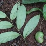 Preslianthus pittieri Leaf