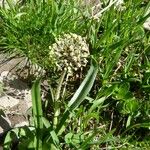 Plantago atrata Anders