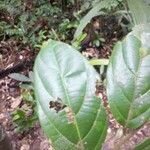 Ocotea argyrophylla Лист