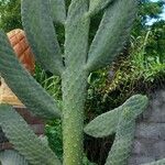 Consolea rubescens Hoja