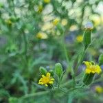 Senecio viscosus花