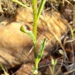 Iberis carnosa Hoja