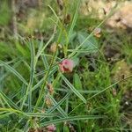 Polygala amboniensis Folha