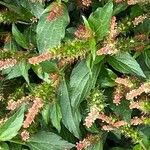 Acalypha virginica Květ