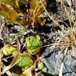 Sempervivum montanum Folio