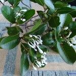 Psychotria calorhamnus অভ্যাস