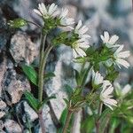 Cerastium fontanum Flower