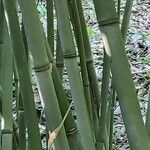 Phyllostachys reticulata Rinde