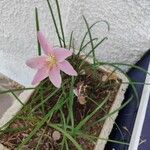 Zephyranthes rosea Flor