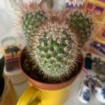 Mammillaria spinosissima Frunză