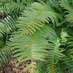 Polystichum munitum Foglia