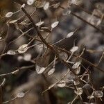 Alyssum montanumLeaf