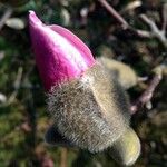 Magnolia liliiflora अन्य