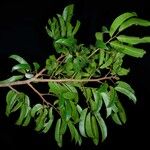 Pterocarpus soyauxii Levél