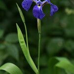 Iris setosa Blomma