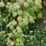 Rubus phoenicolasius 整株植物