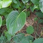 Hosta sieboldianaЛист