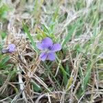 Viola sagittata Blüte