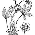 Potentilla saxifraga 其他
