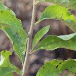 Gymnanthemum amygdalinum Blatt