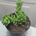 Sedum burrito Лист