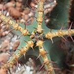 Euphorbia cooperi Otro
