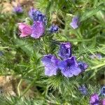 Echium plantagineum 花