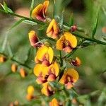 Daviesia ulicifoliaFlower