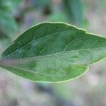 Hibiscus boryanus Blad