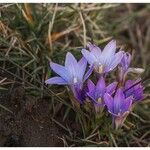 Romulea ligustica 花