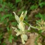 Orchis provincialis 花