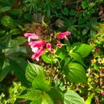 Salvia oxyphora Flower