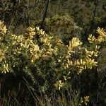 Acacia oxycedrus Fleur