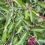 Leycesteria formosa Blatt