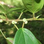 Ficus colubrinae Plod