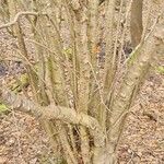 Corylus avellana 整株植物