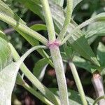 Monarda punctata Кора