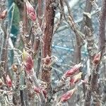 Amelanchier × lamarckii Лист