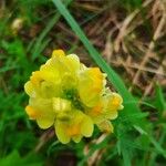 Linaria vulgarisΛουλούδι