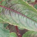 Persicaria microcephala List