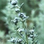 Artemisia pontica Flor