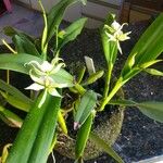 Prosthechea aemula Flower