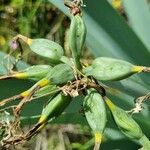 Pancratium illyricum Fruto