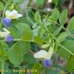 Vicia laeta 其他