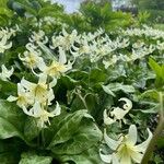 Erythronium oregonum Blüte