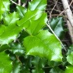 Mahonia aquifolium পাতা
