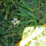 Sisyrinchium micranthum Kwiat