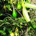 Solanum aviculareФрукт