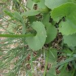 Doronicum columnae Hoja