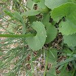 Doronicum columnae Blad